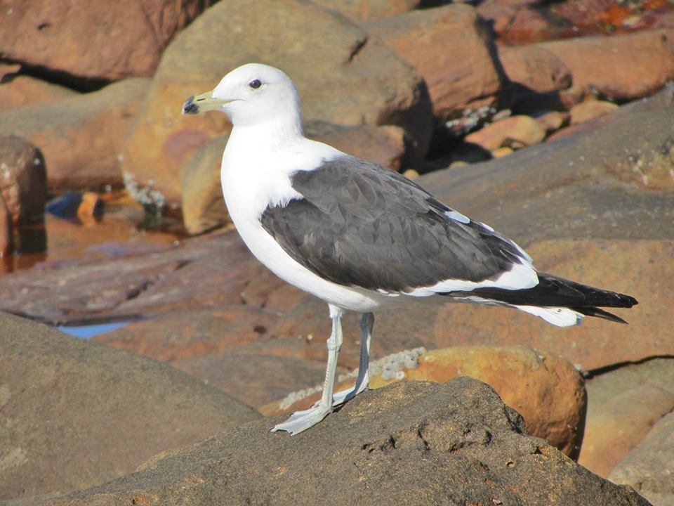 Cape Gull