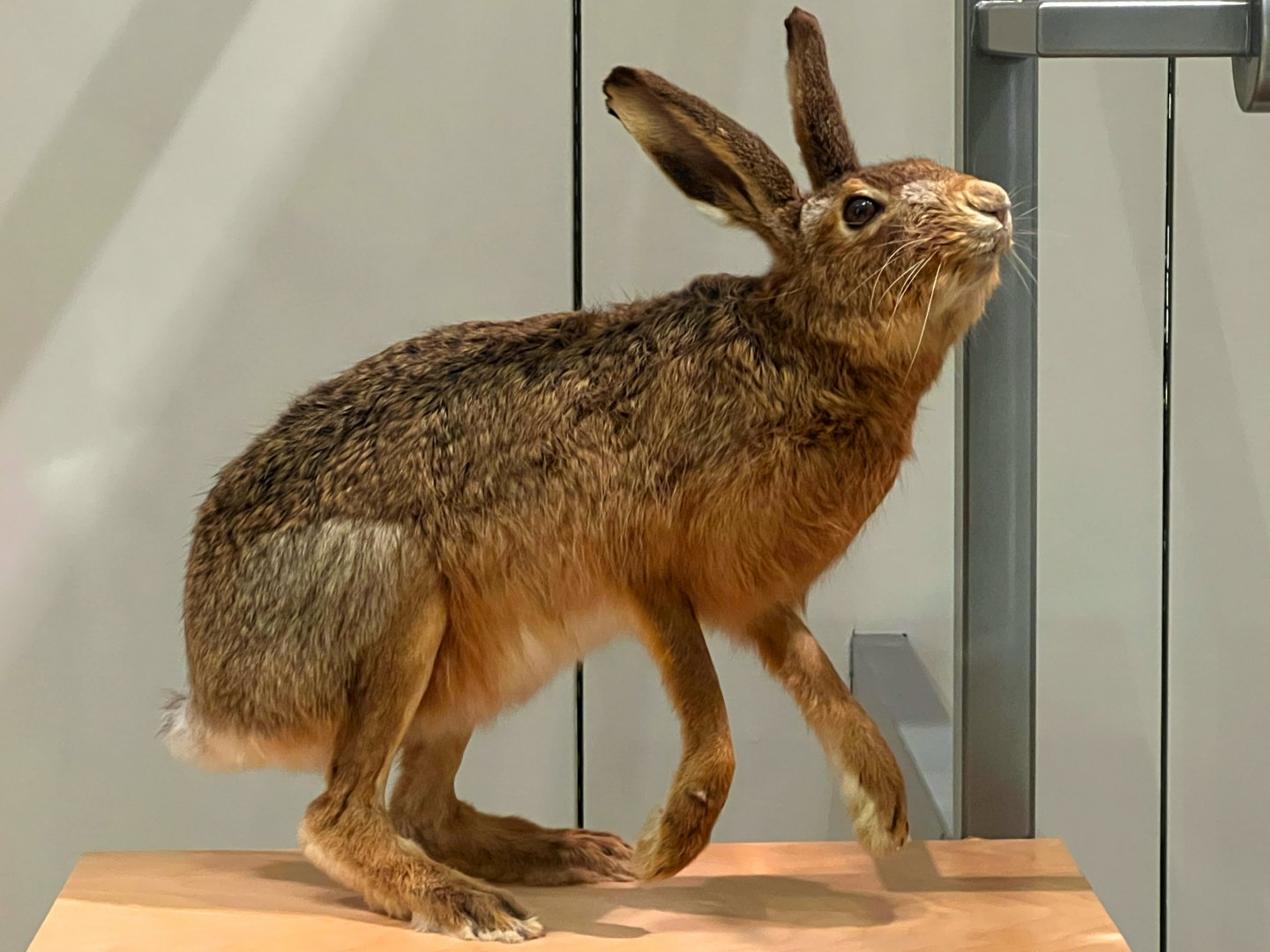 Cape Hare