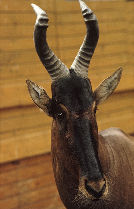 Cape hartebeest 1973