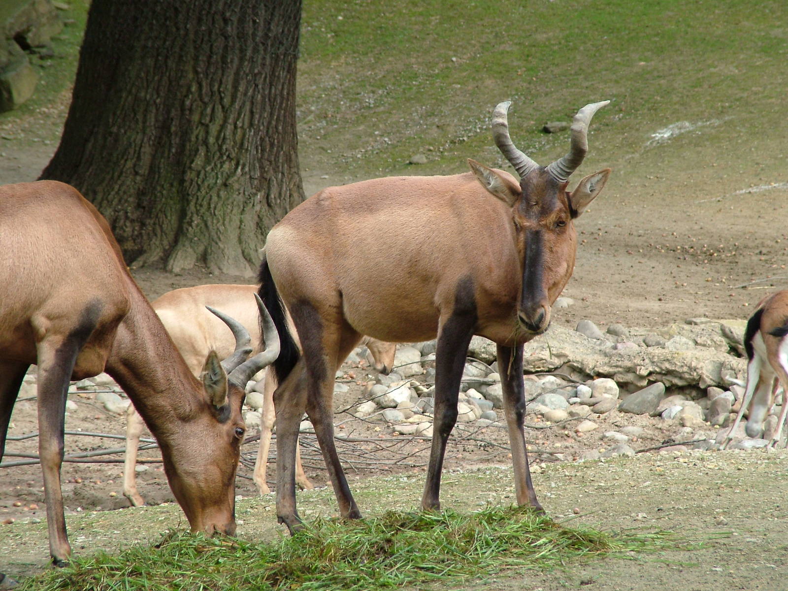 Cape Hartebeest (Alcelaphus buselaphus caama) at Hannover Zoo 2007