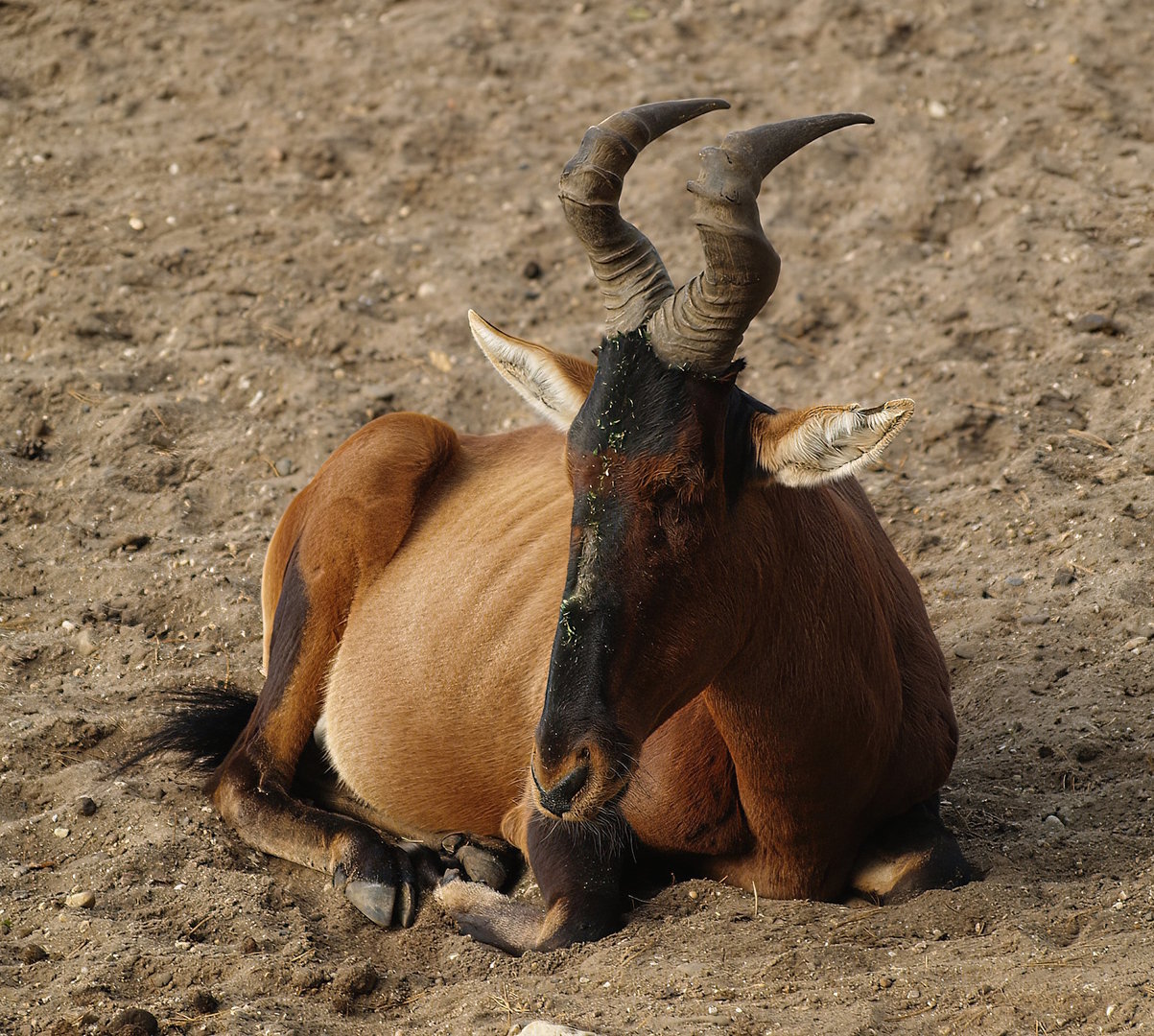 Cape hartebeest (Alcelaphus caama), 2009-08-01