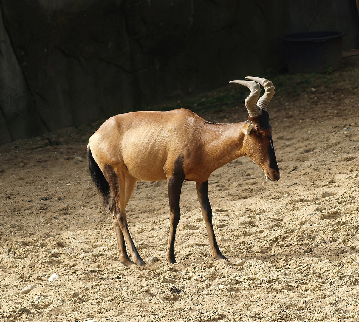 Cape hartebeest (Alcelaphus caama), 2011-08-07
