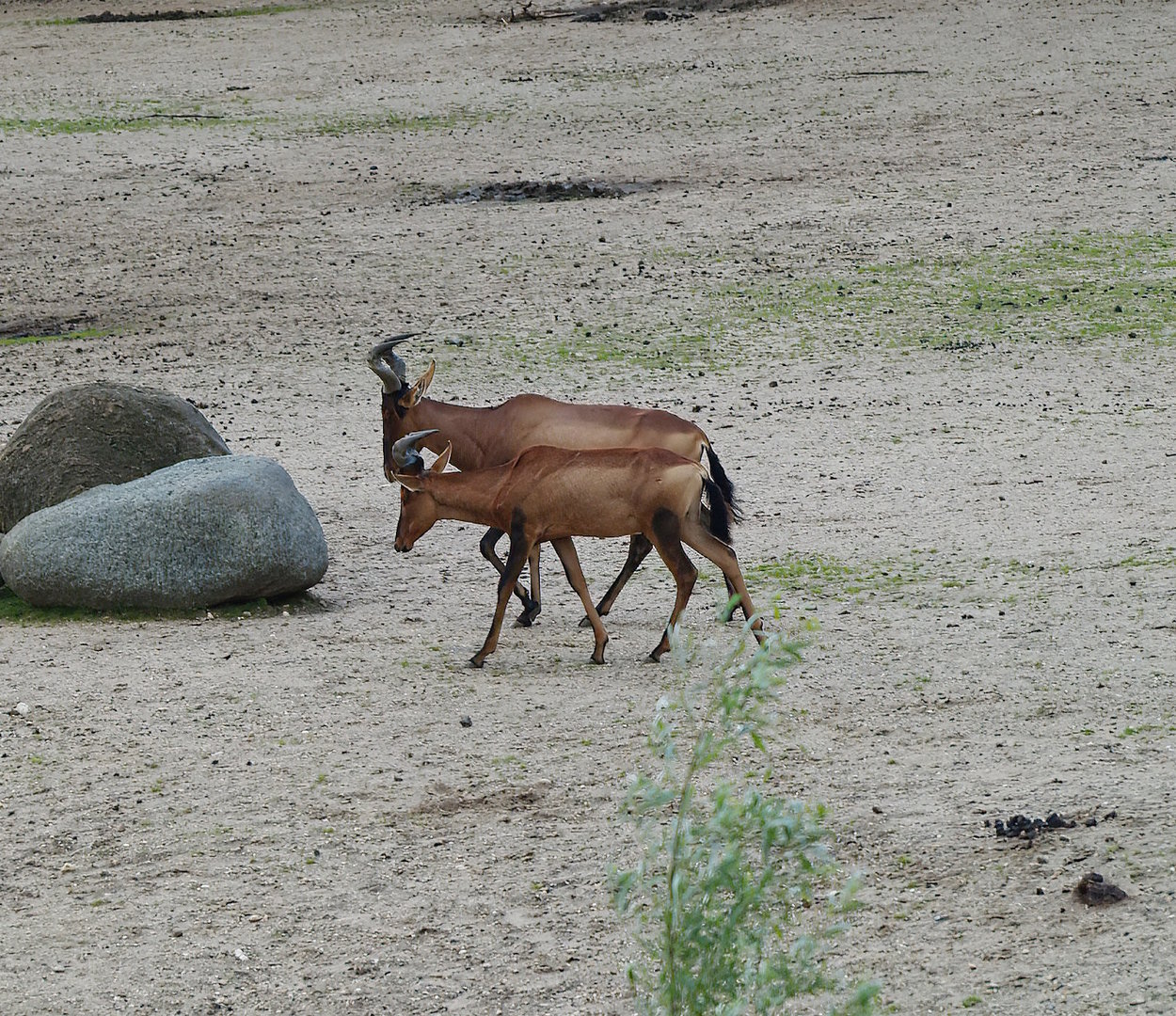 Cape hartebeest (Alcelaphus caama), 2011-08-07