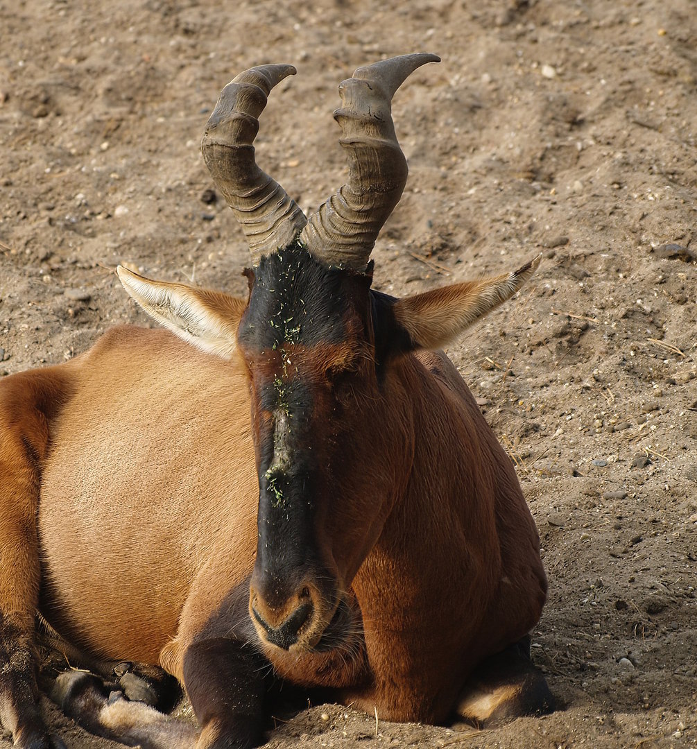 Cape hartebeest (Alcelaphus caama), 2012-09-15