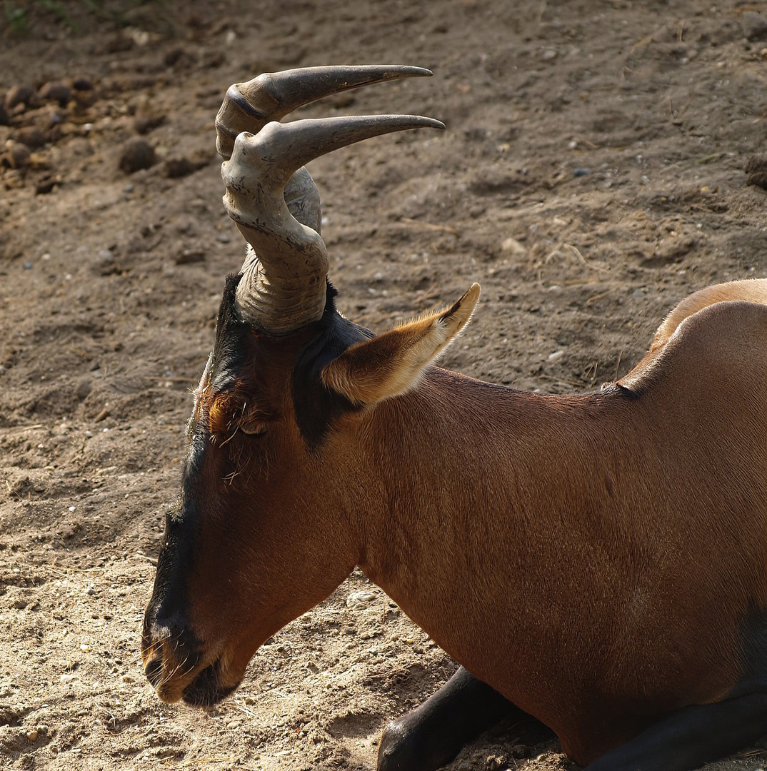 Cape hartebeest (Alcelaphus caama), 2012-09-15