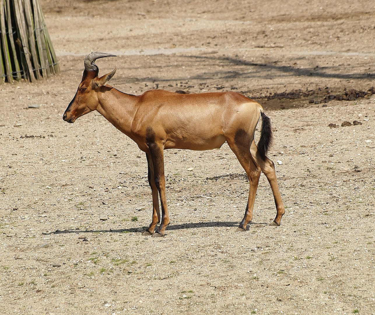 Cape hartebeest (Alcelaphus caama), 2012-09-15