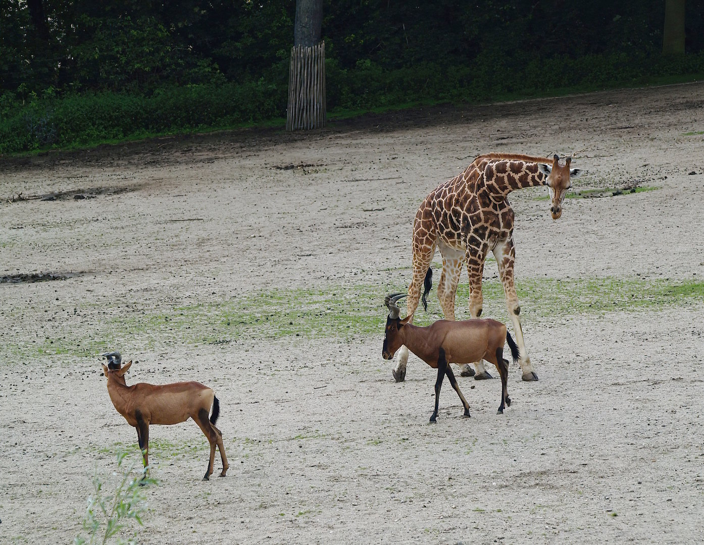Cape hartebeest (Alcelaphus caama) and Juvenile Rothschild's giraffe (Giraffa camelopardalis rothschildi), 2011-08-07