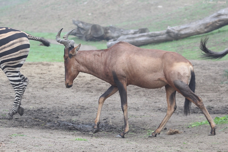 Cape Hartebeest (Alcelaphus caama) - the last in Europe