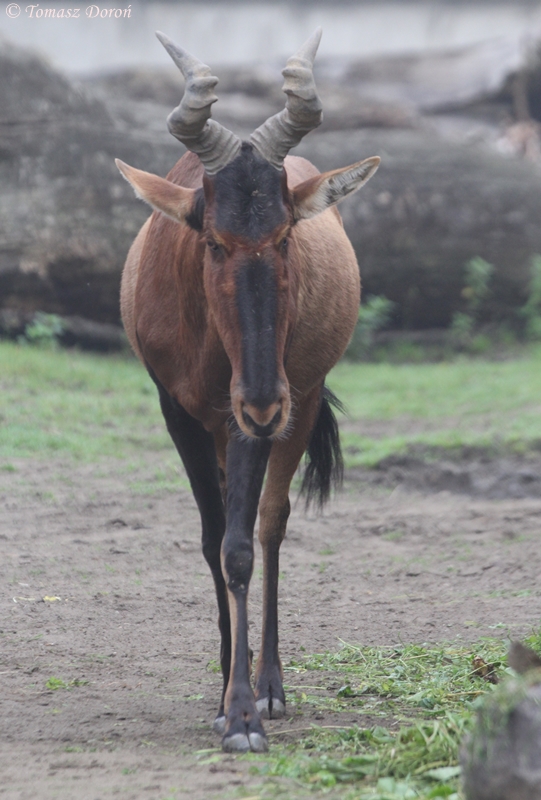 Cape Hartebeest (Alcelaphus caama) - the last in Europe