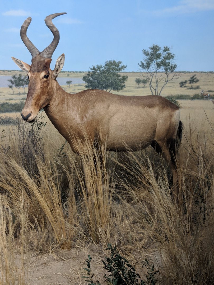 Cape hartebeest (Alcelaphus caama)