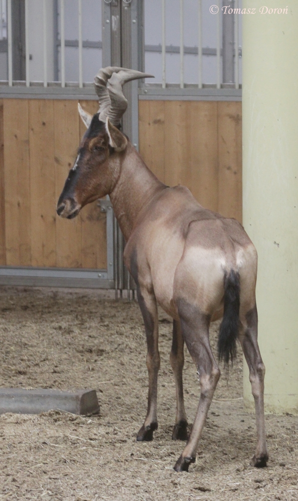 Cape Hartebeest (Alcephalus buselaphus caama)