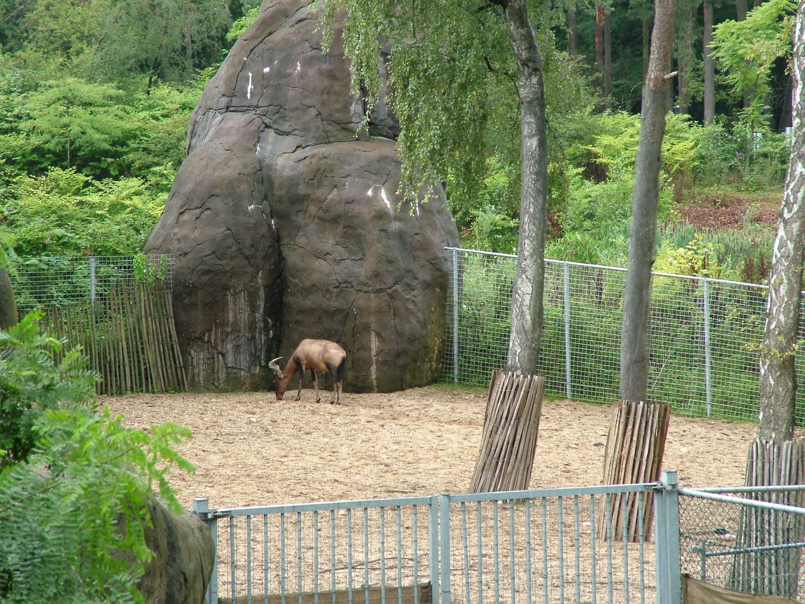 Cape Hartebeest at Burgers Zoo Arnhem, 29/08/10