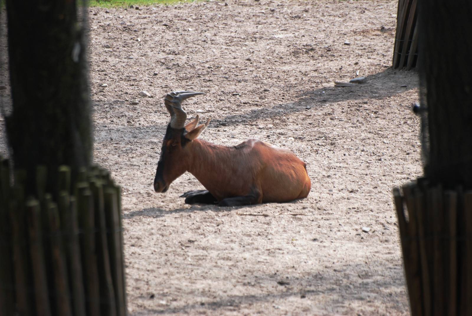 Cape Hartebeest at Burgers Zoo Arnhem, 30/05/12