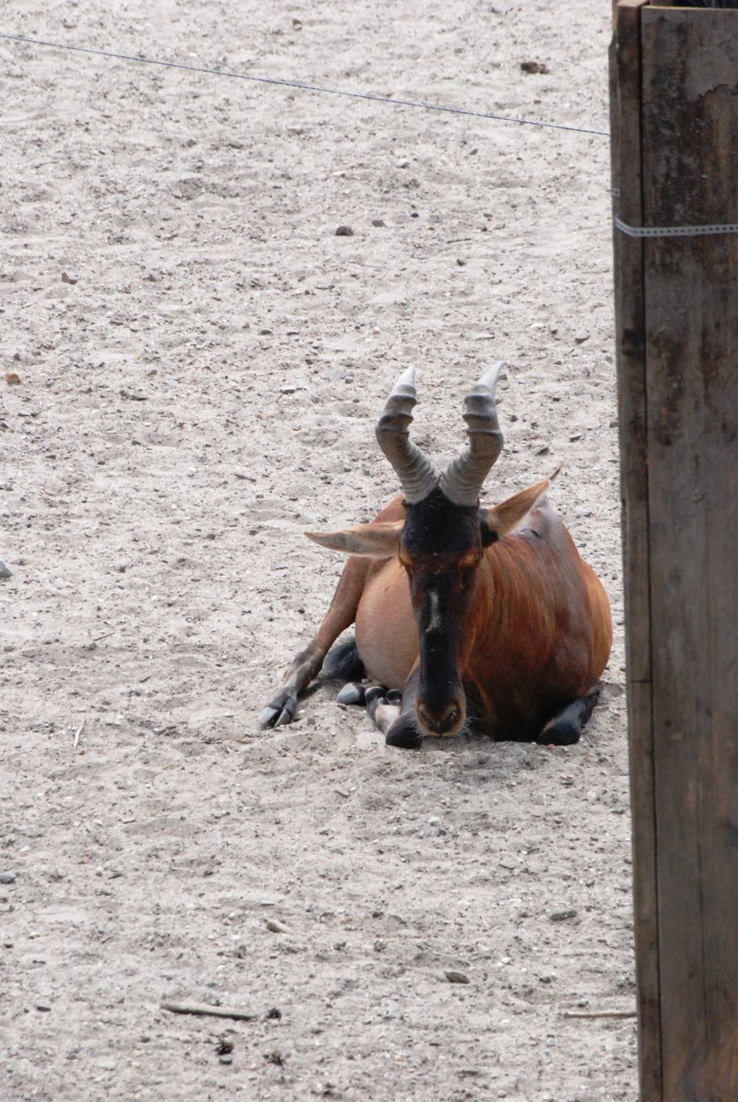 Cape Hartebeest at Burgers Zoo Arnhem, 30/05/12