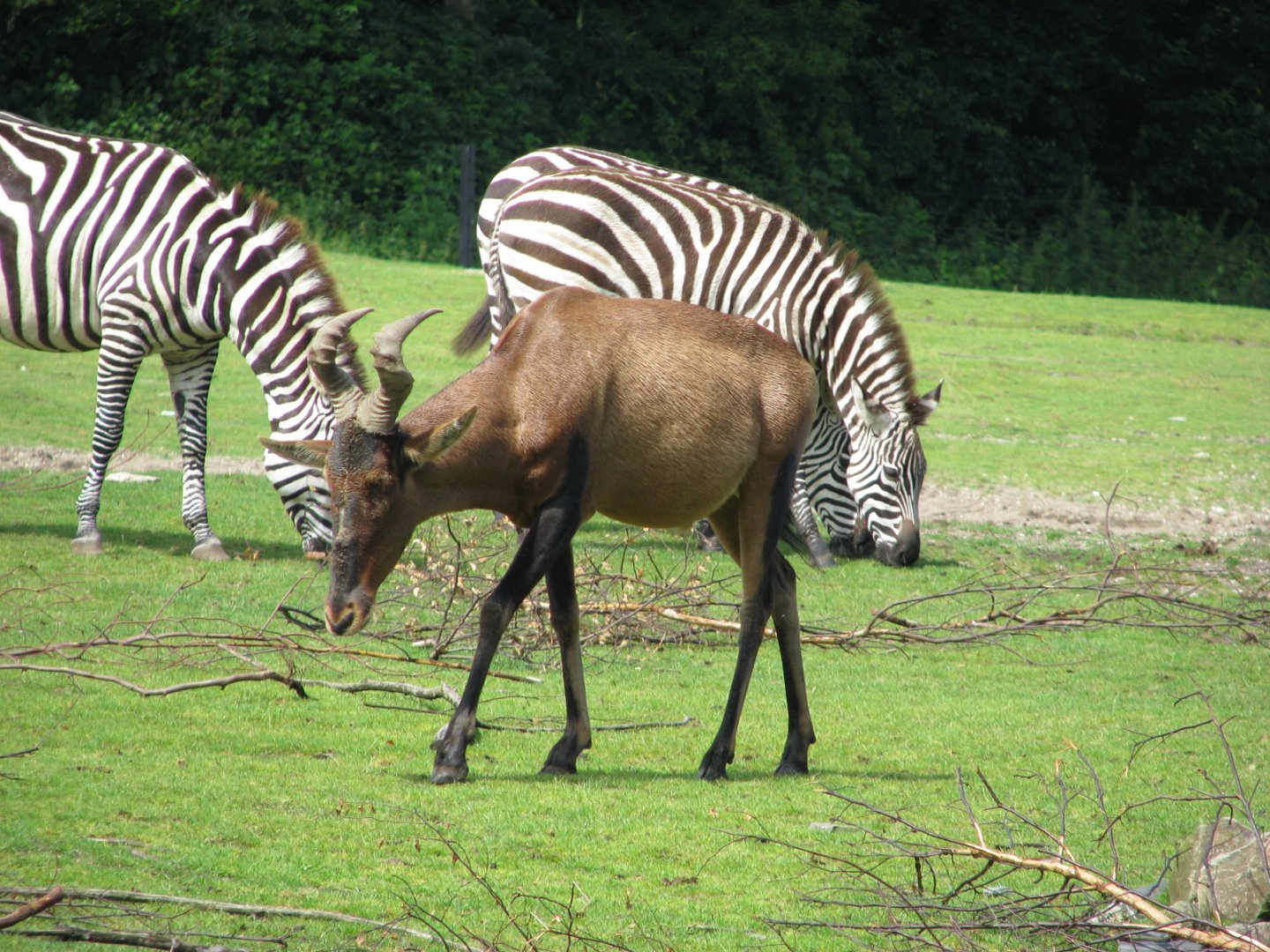 Cape hartebeest - July 2012