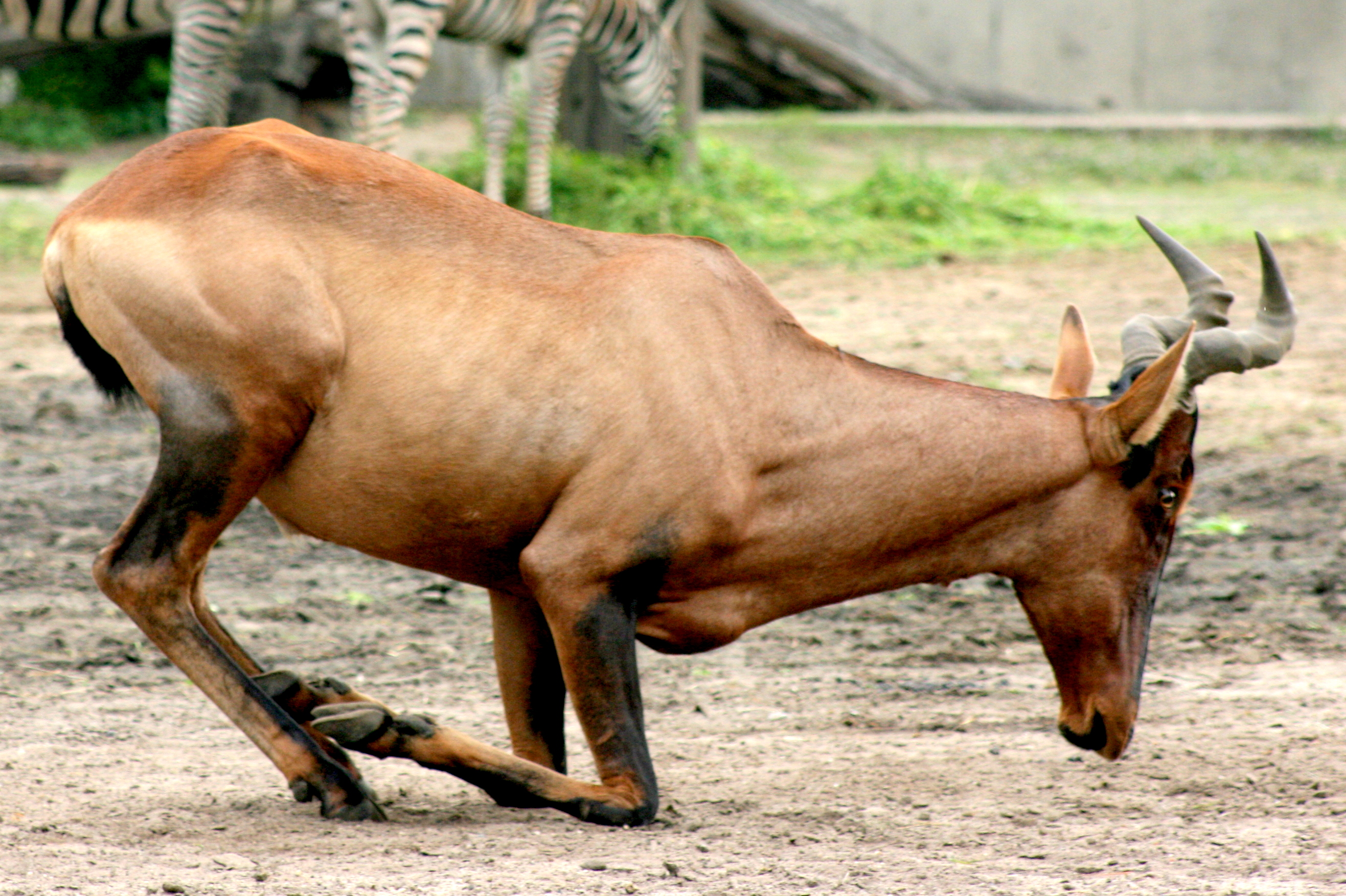 Cape hartebeest; Wroclaw; 8th September 2017