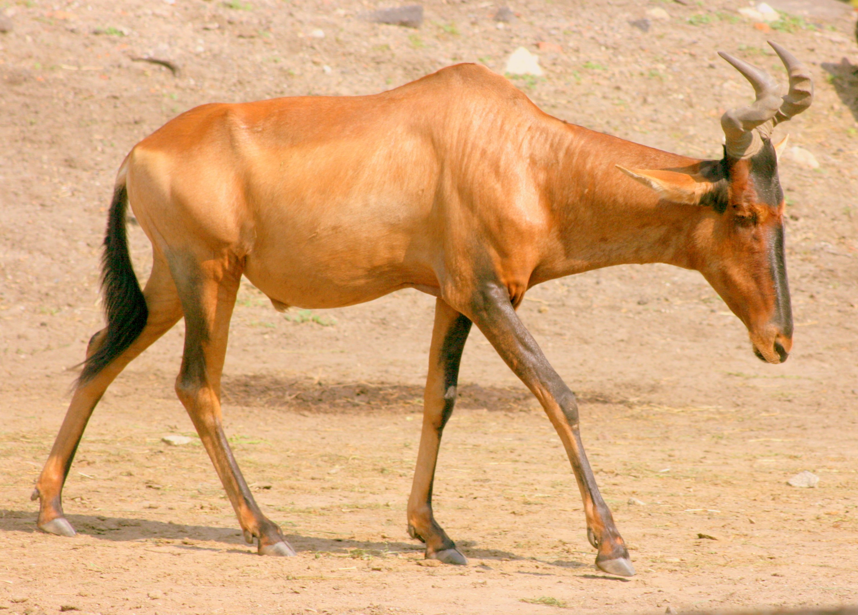 Cape hartebeest; Wroclaw; 9th September 2017