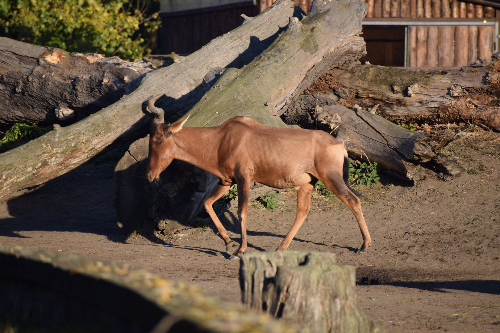 Cape hartebeest