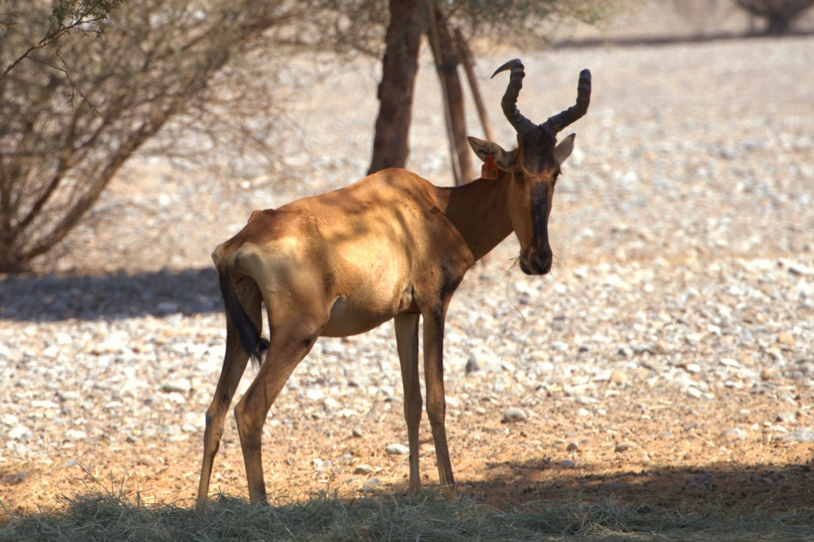 Cape Hartebeest