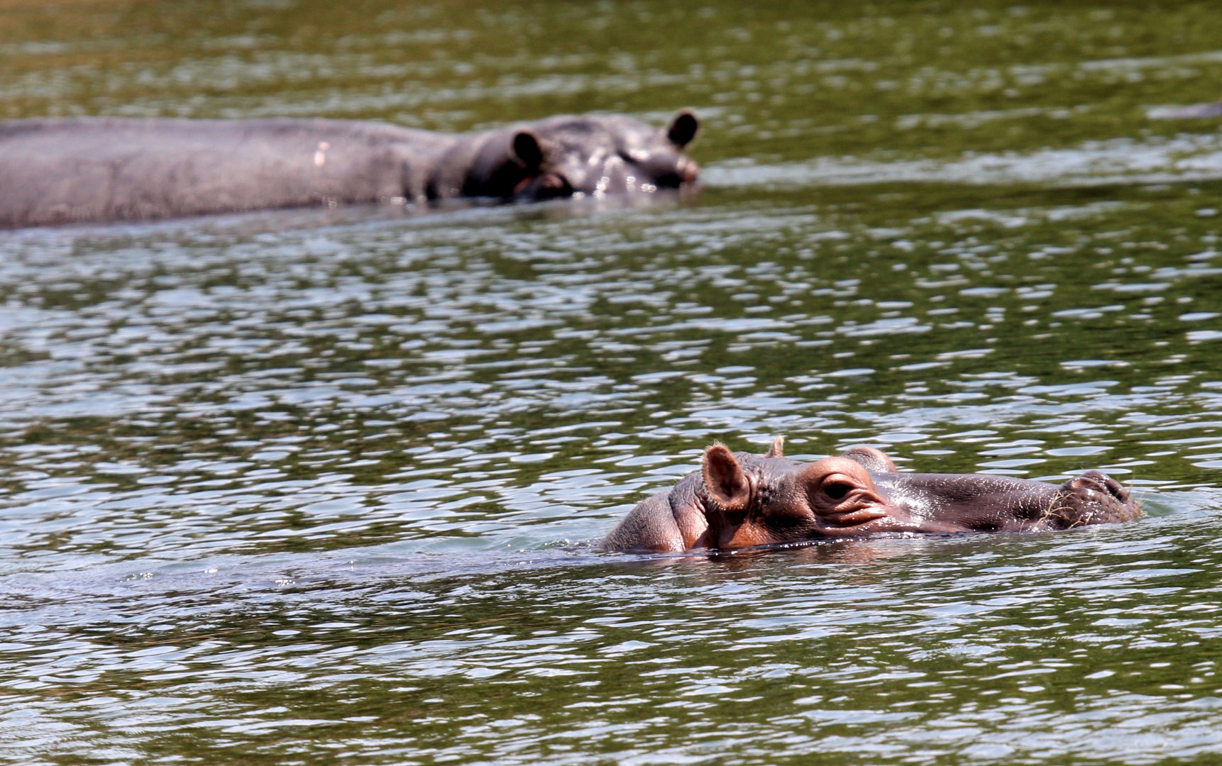 Cape hippopotamus or South African hippopotamus (Hippopotamus amphibius capensis)
