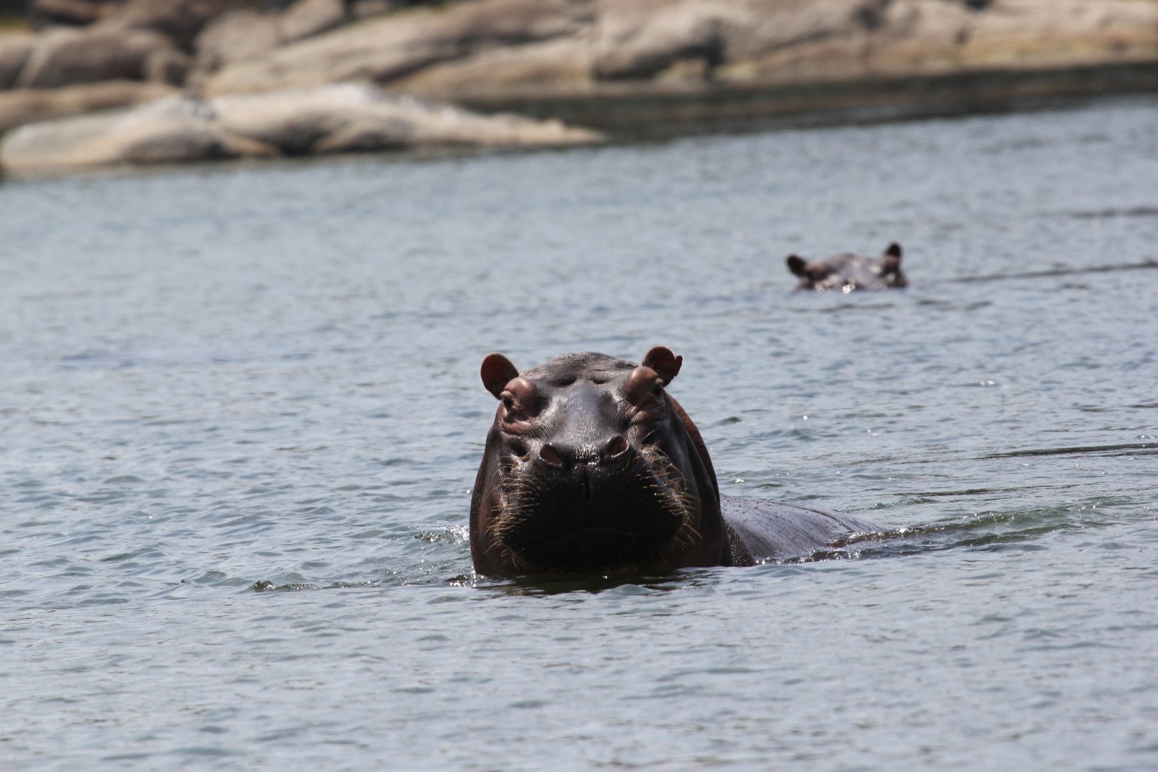 Cape hippopotamus or South African hippopotamus (Hippopotamus amphibius capensis)