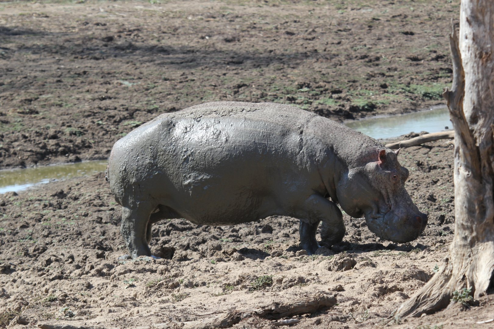 Cape hippopotamus or South African hippopotamus (Hippopotamus amphibius capensis)