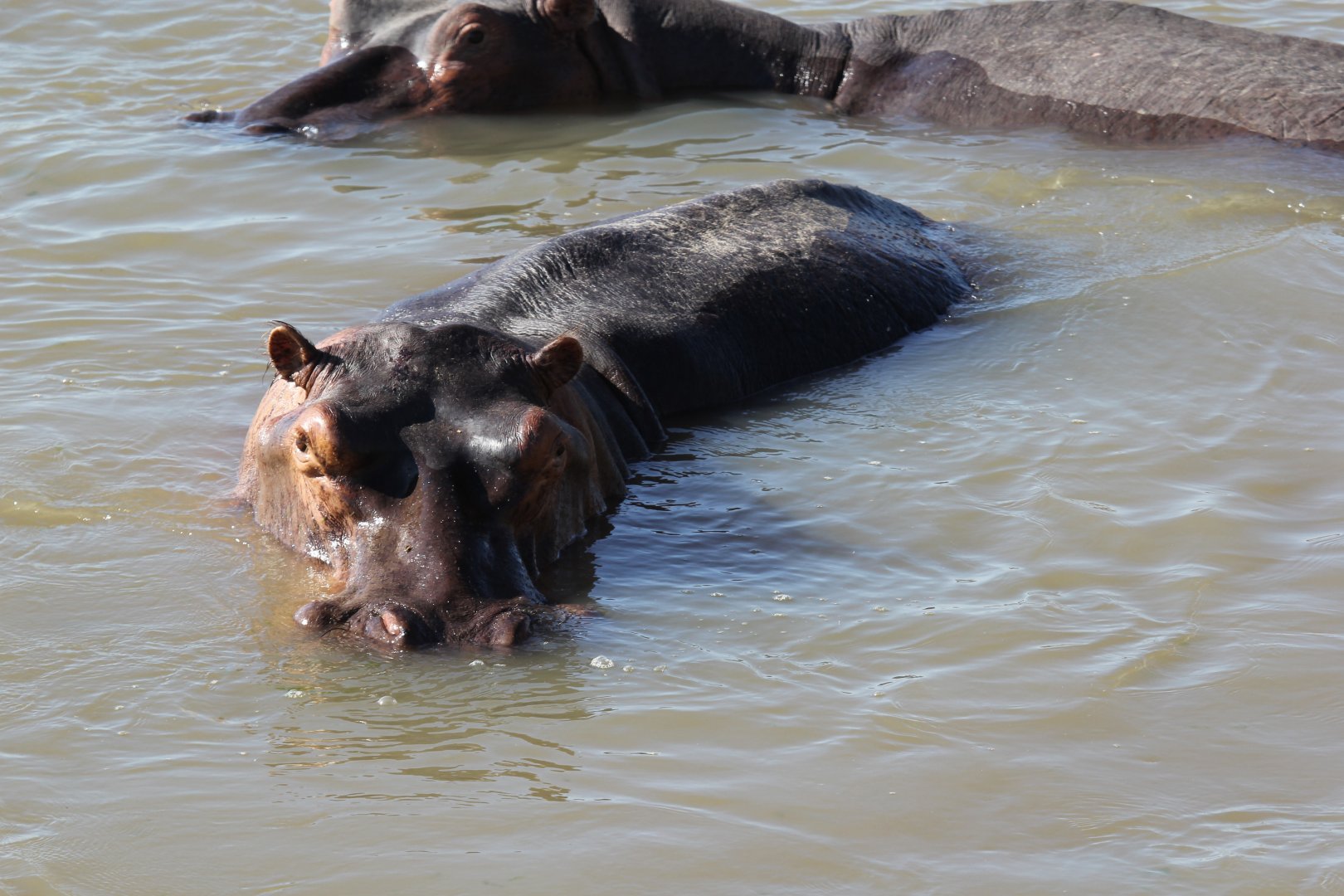 Cape hippopotamus or South African hippopotamus (Hippopotamus amphibius capensis)