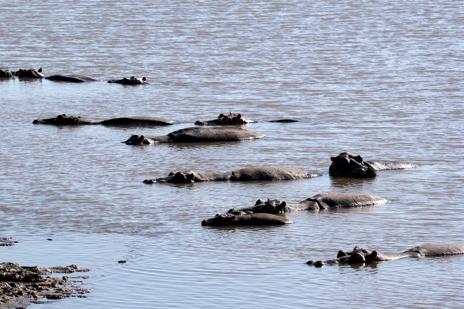 Cape hippopotamus or South African hippopotamus (Hippopotamus amphibius capensis)