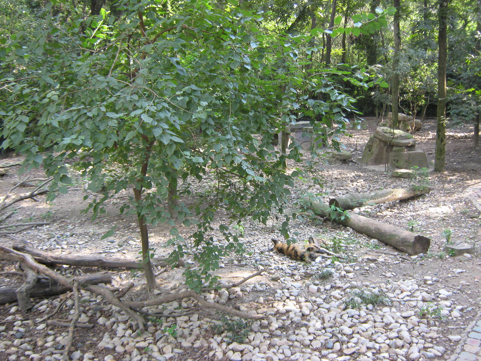 Cape hunting dog (Lycaon pictus) enclosure