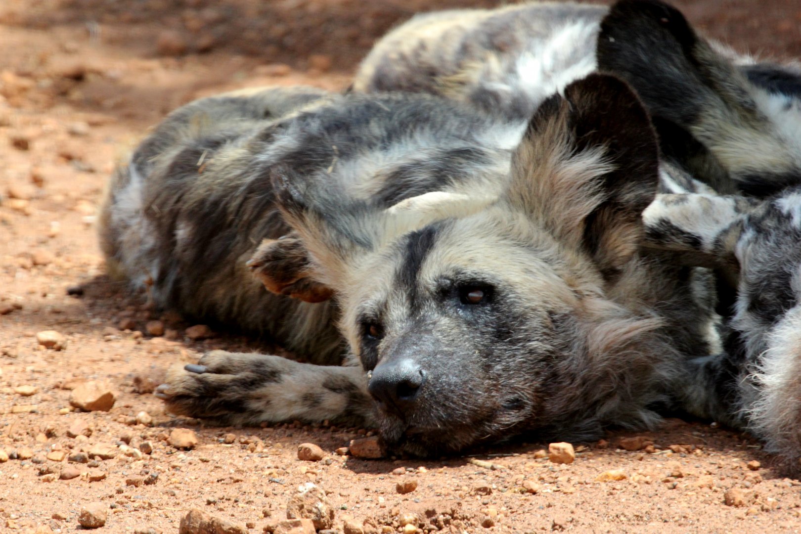 Cape hunting dog (Lycaon pictus pictus)