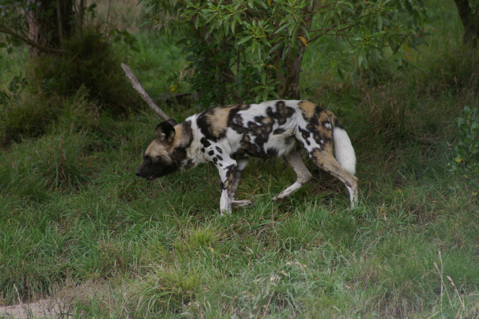 Cape hunting dog (Lycaon pictus)