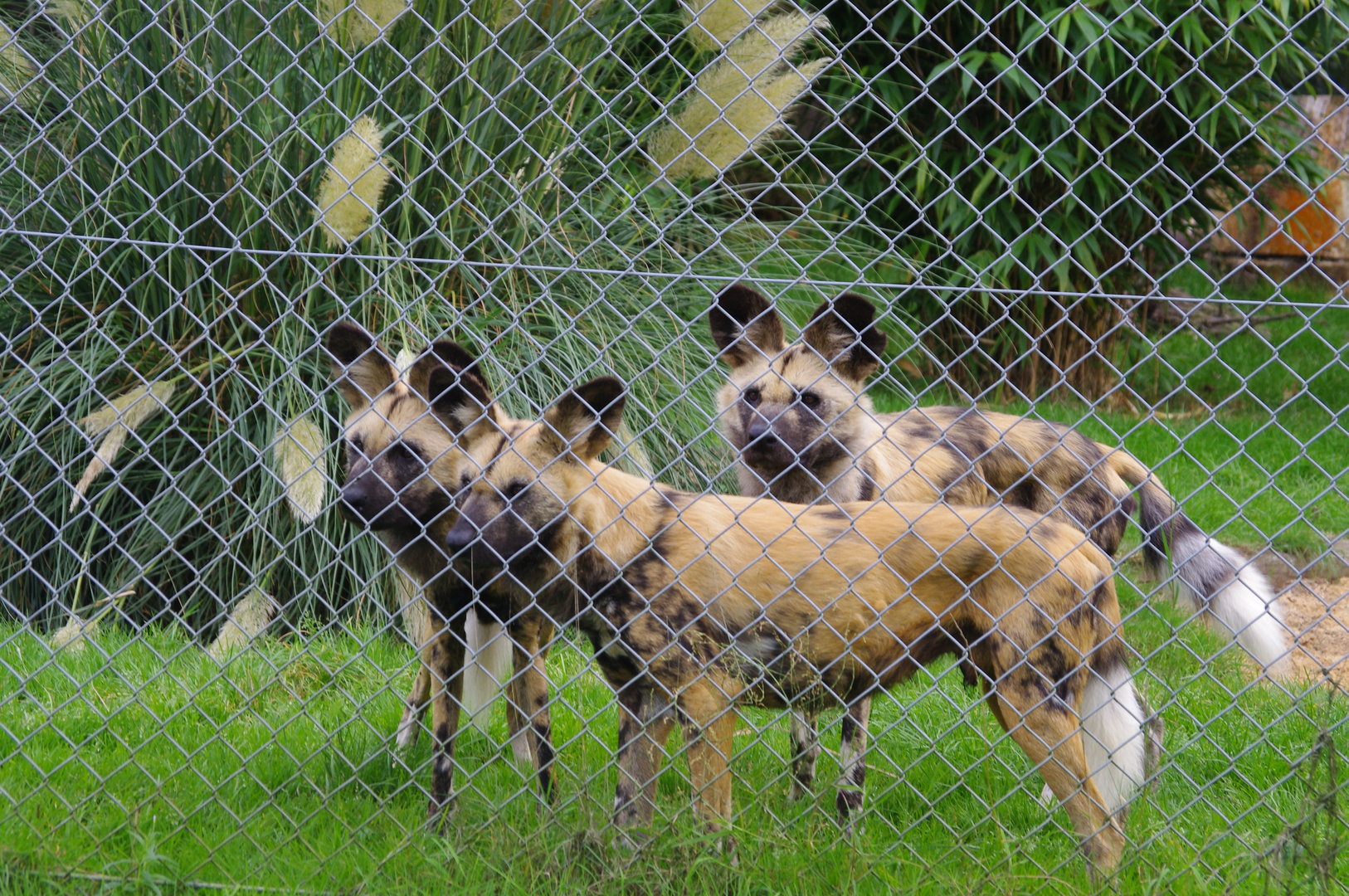 Cape Hunting Dogs- 1/10/2023