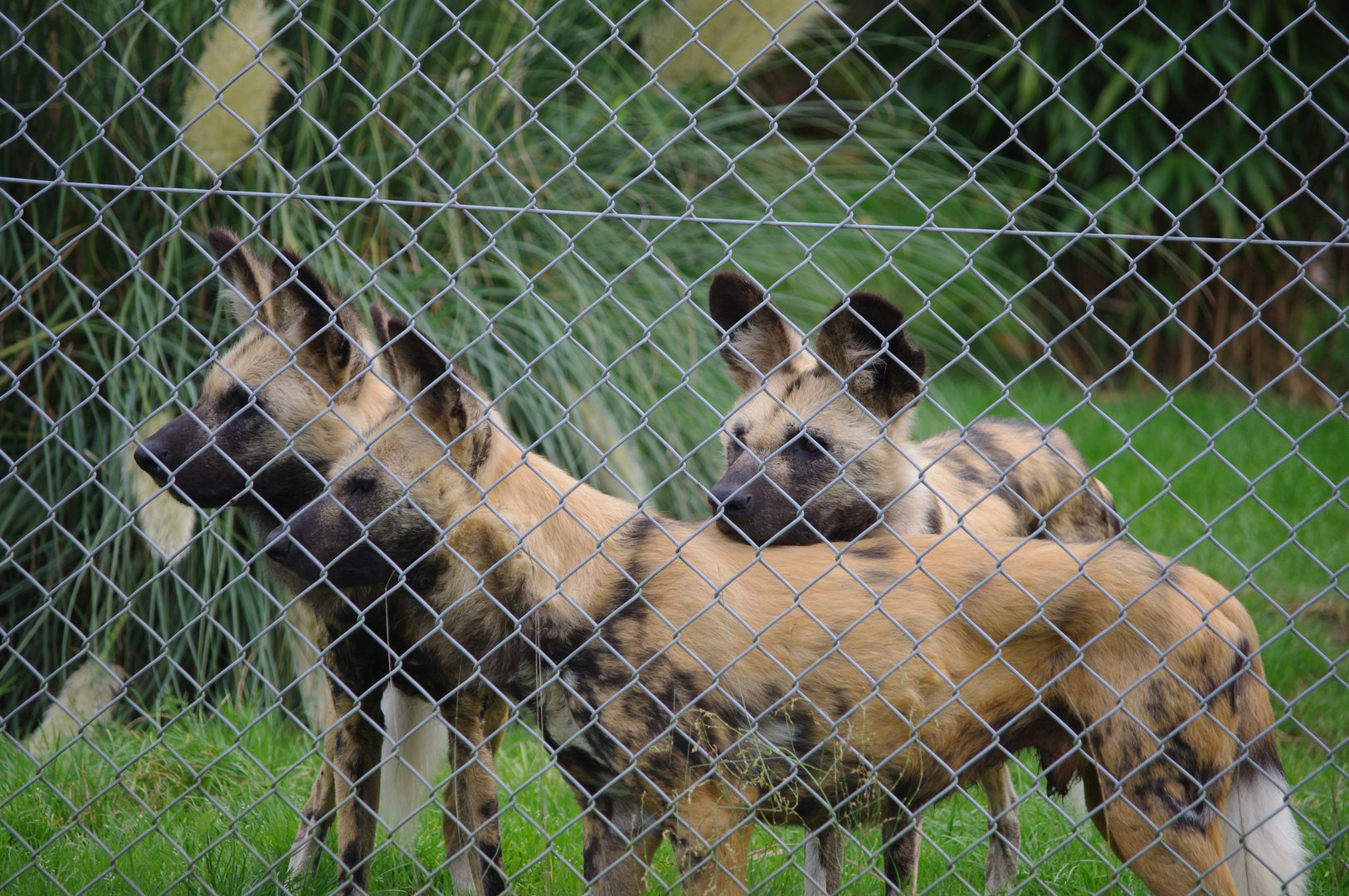 Cape Hunting Dogs- 1/10/2023