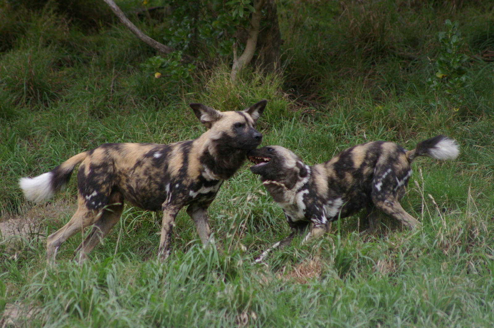 Cape hunting dogs (Lycaon pictus)