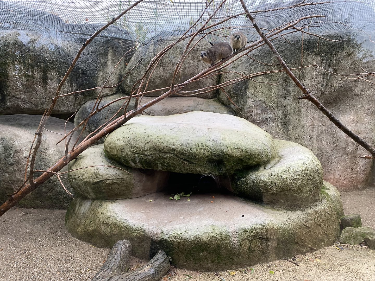 Cape hyrax enclosure 221022