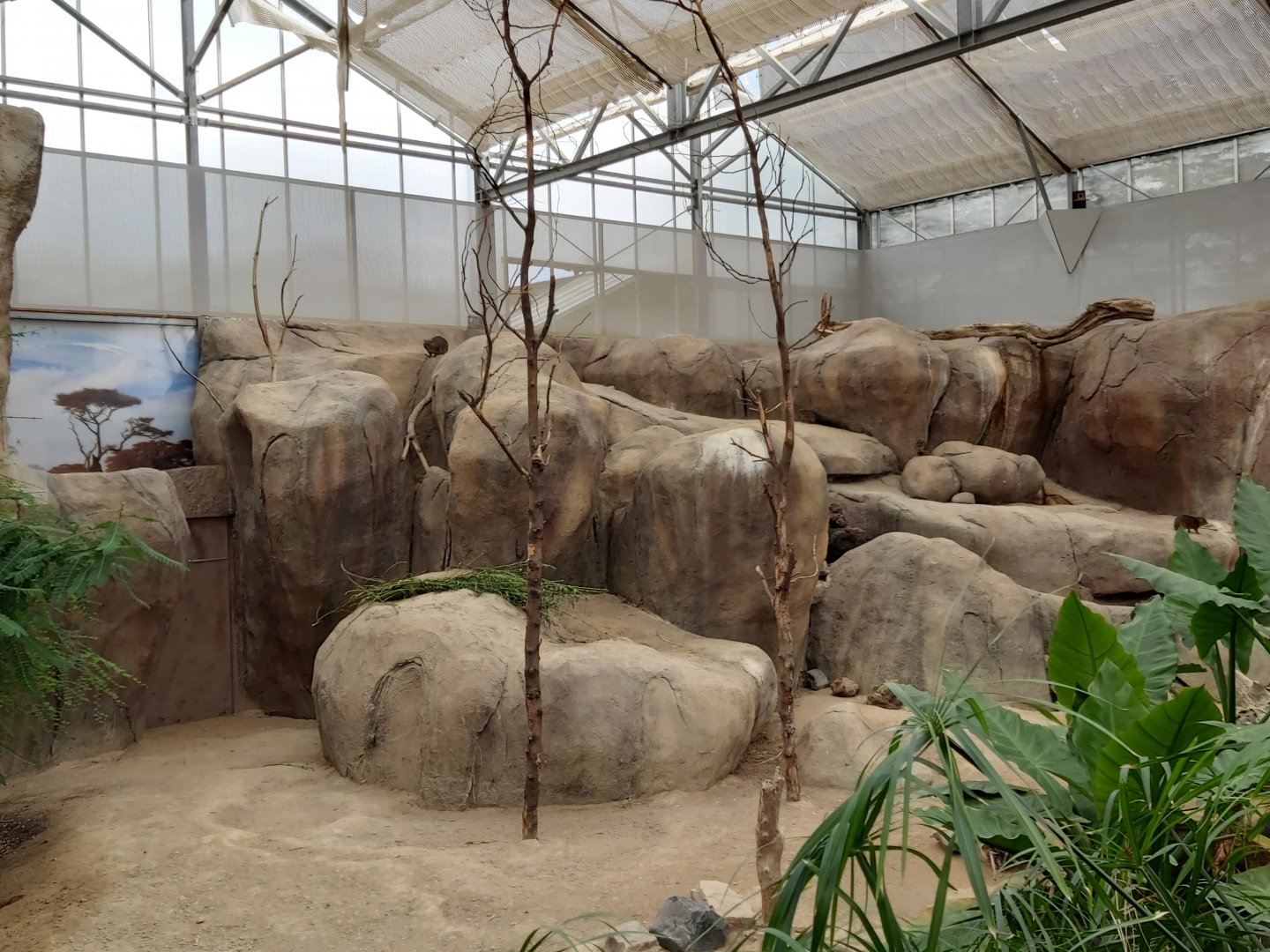 Cape hyrax enclosure