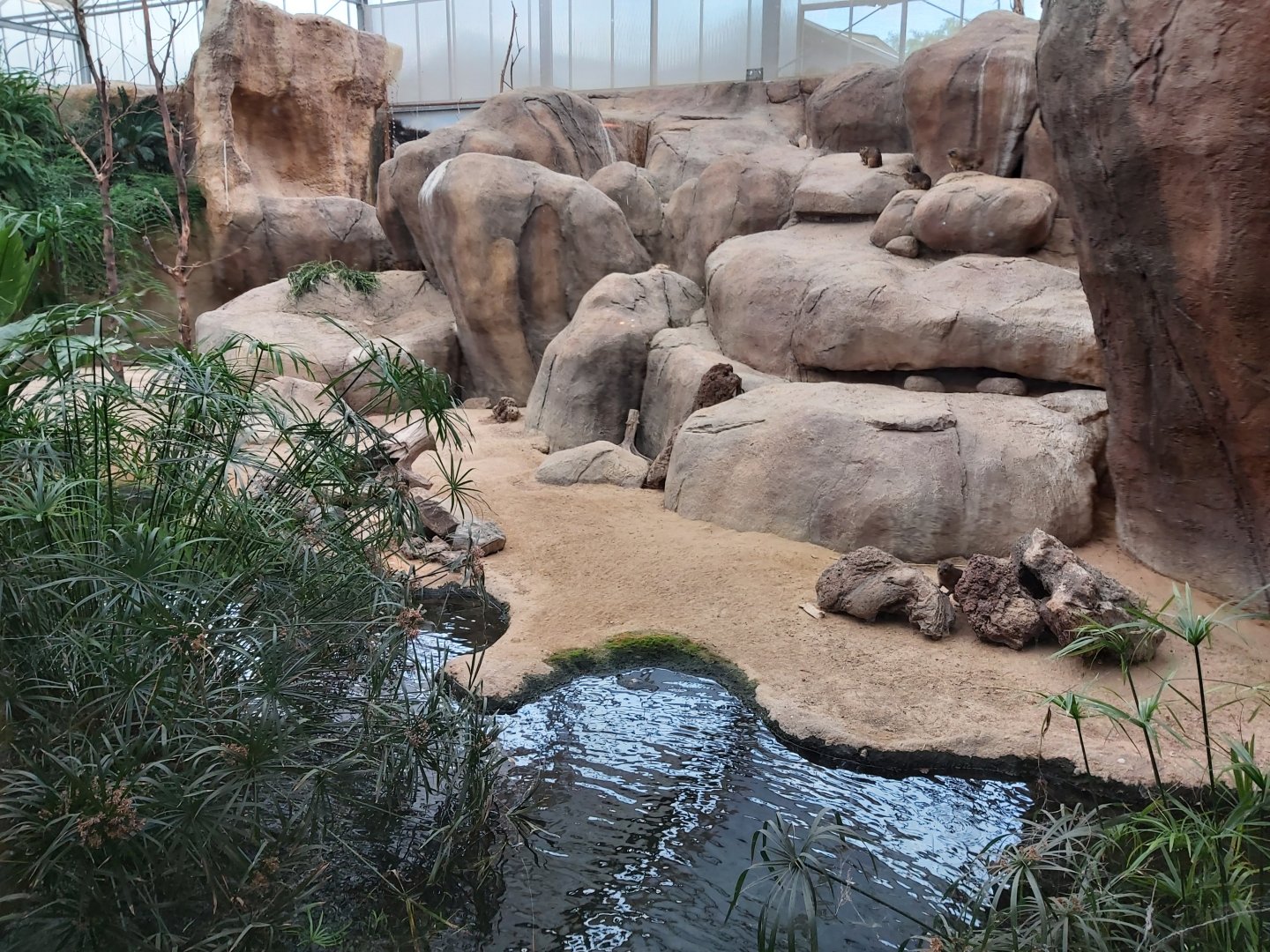 Cape hyrax enclosure
