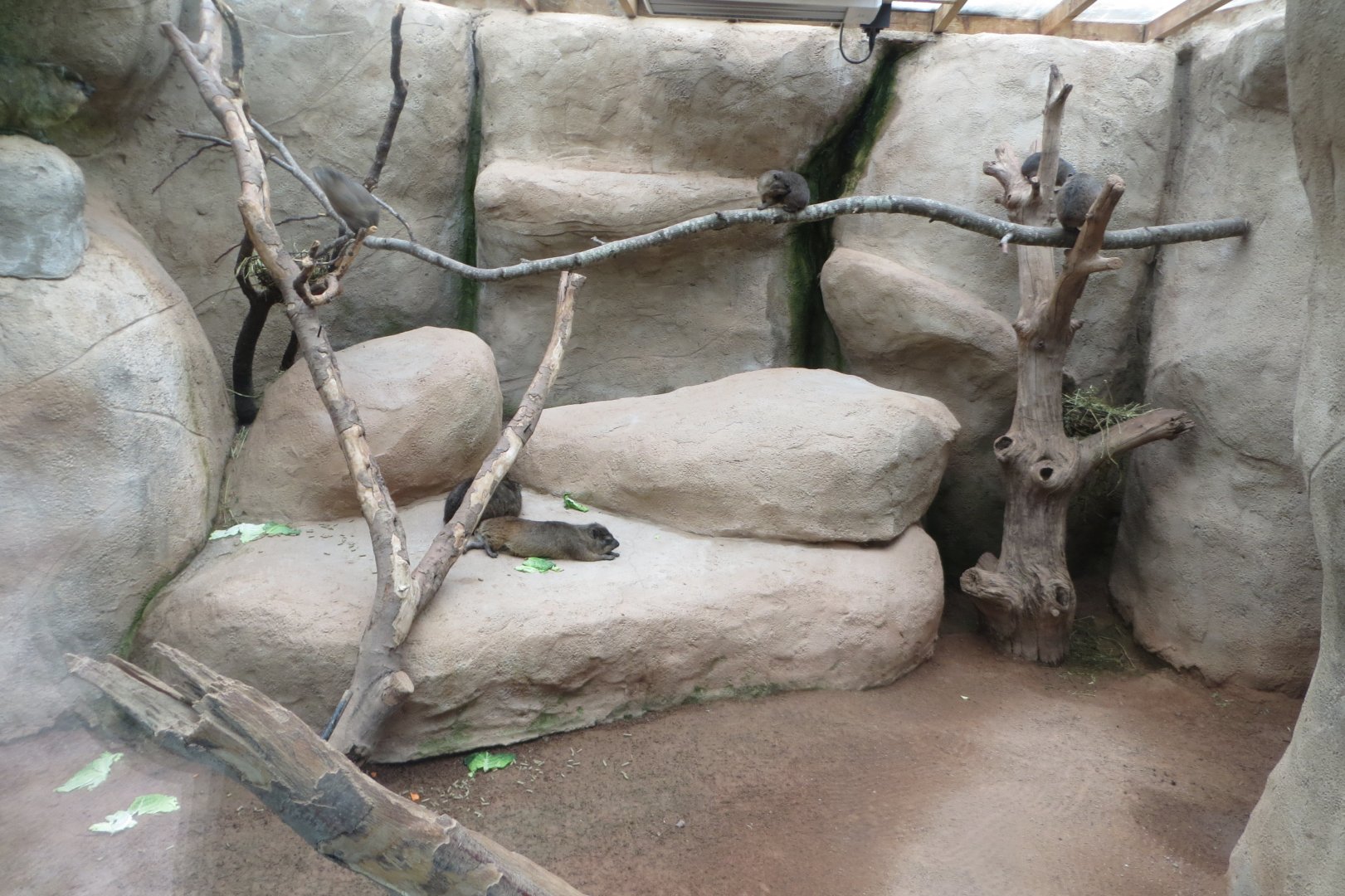 Cape hyrax exhibit 261019