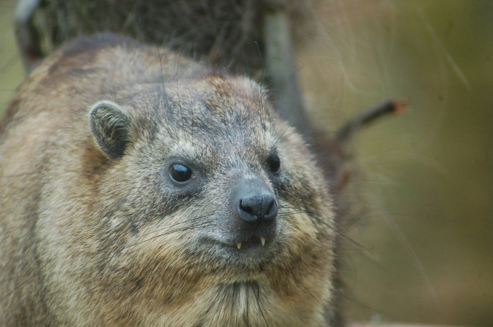 Cape hyrax in the ancient city