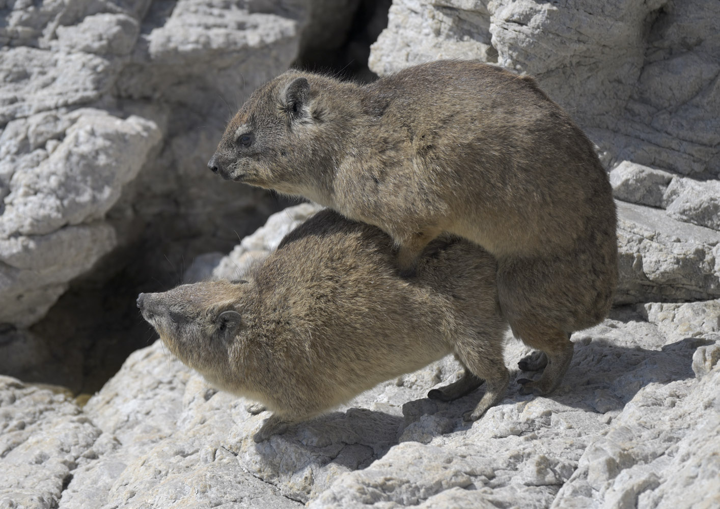 Cape hyrax mating