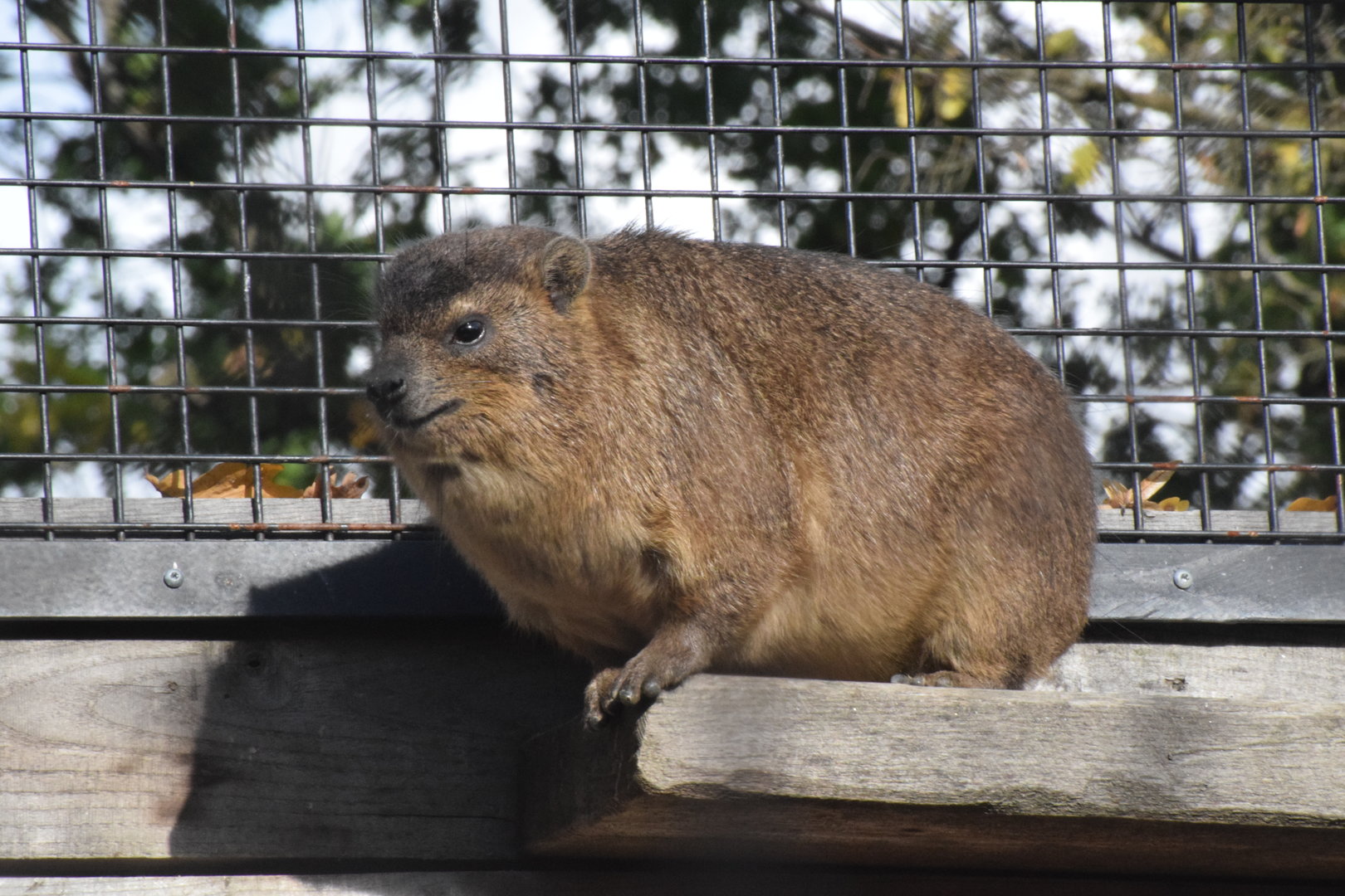 Cape hyrax - October 2023