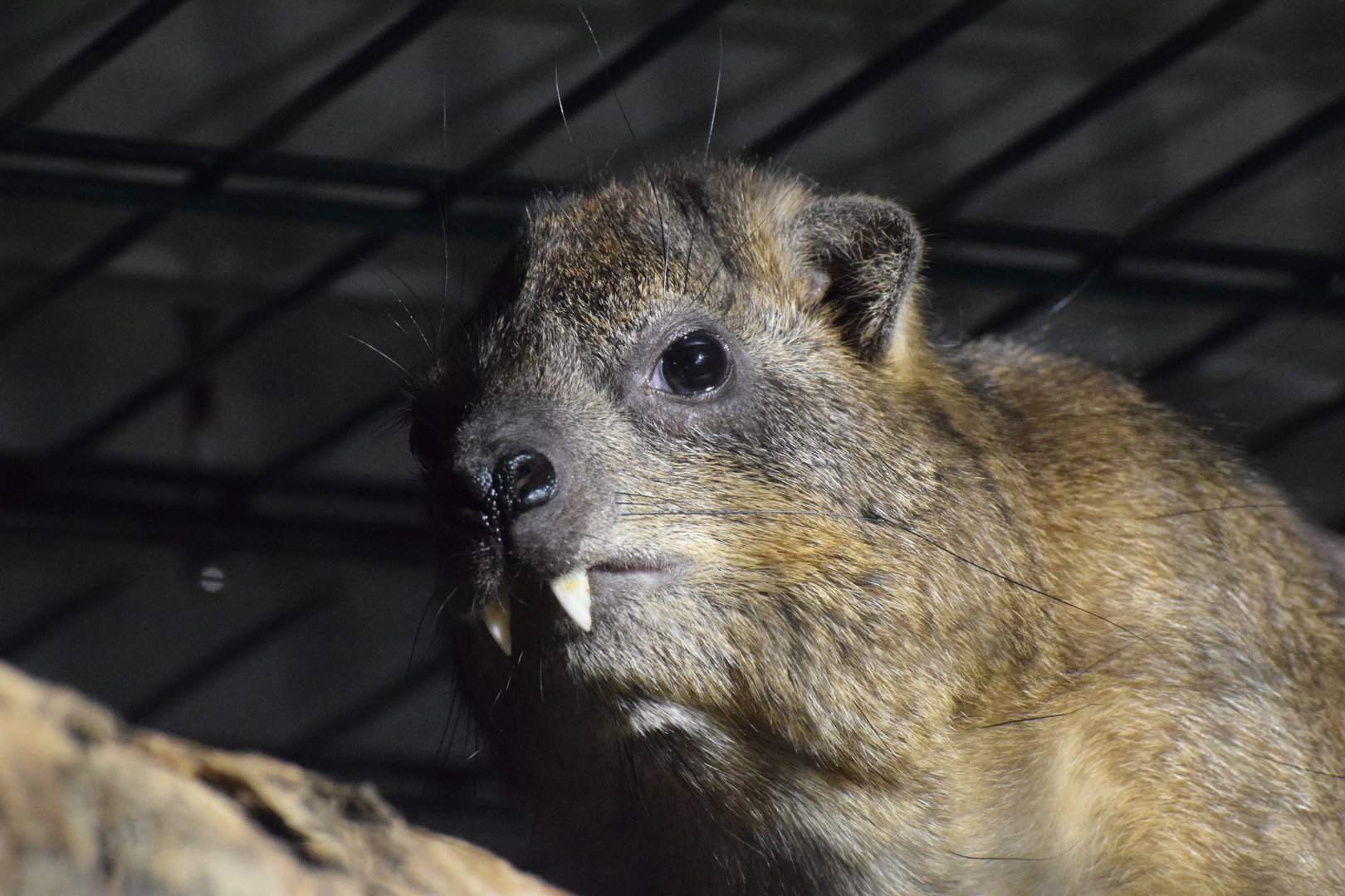 Cape hyrax - Oktober 2023