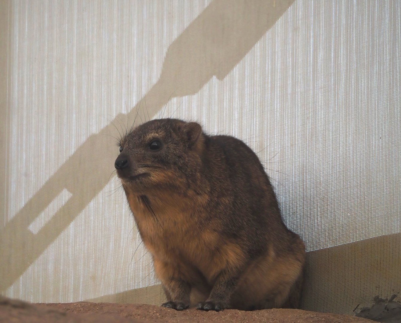Cape hyrax (Procavia capensis capensis), 2024-06-30