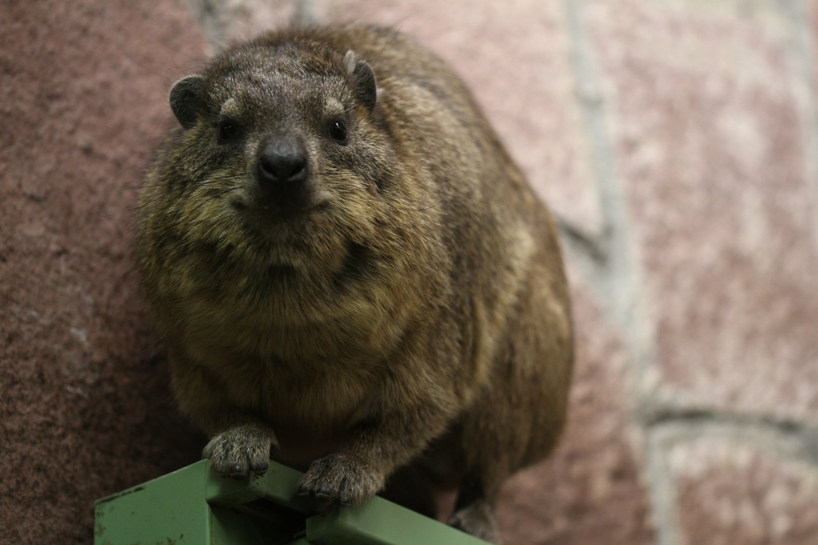 Cape hyrax (Procavia capensis capensis)