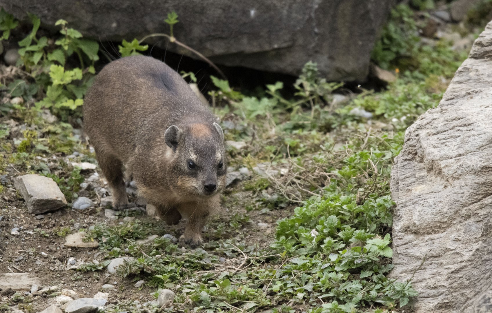 Cape hyrax (Procavia capensis capensis)