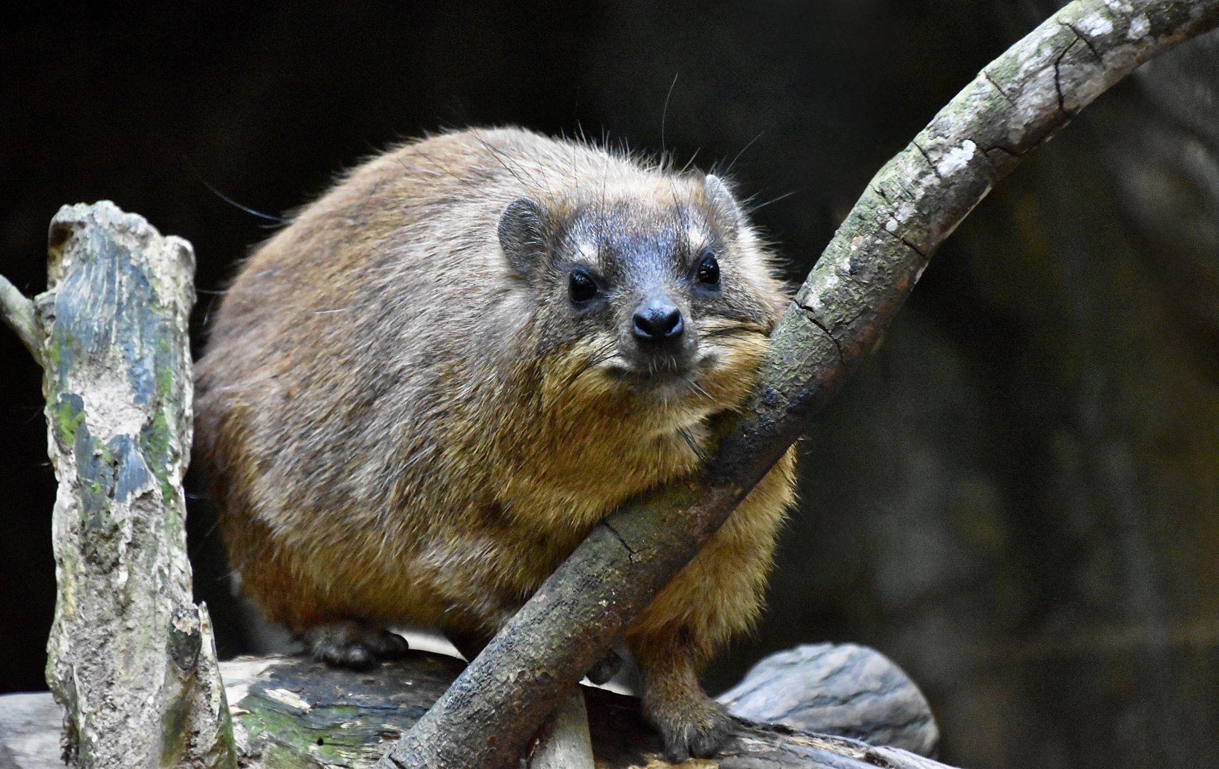 Cape Hyrax (Procavia capensis capensis)