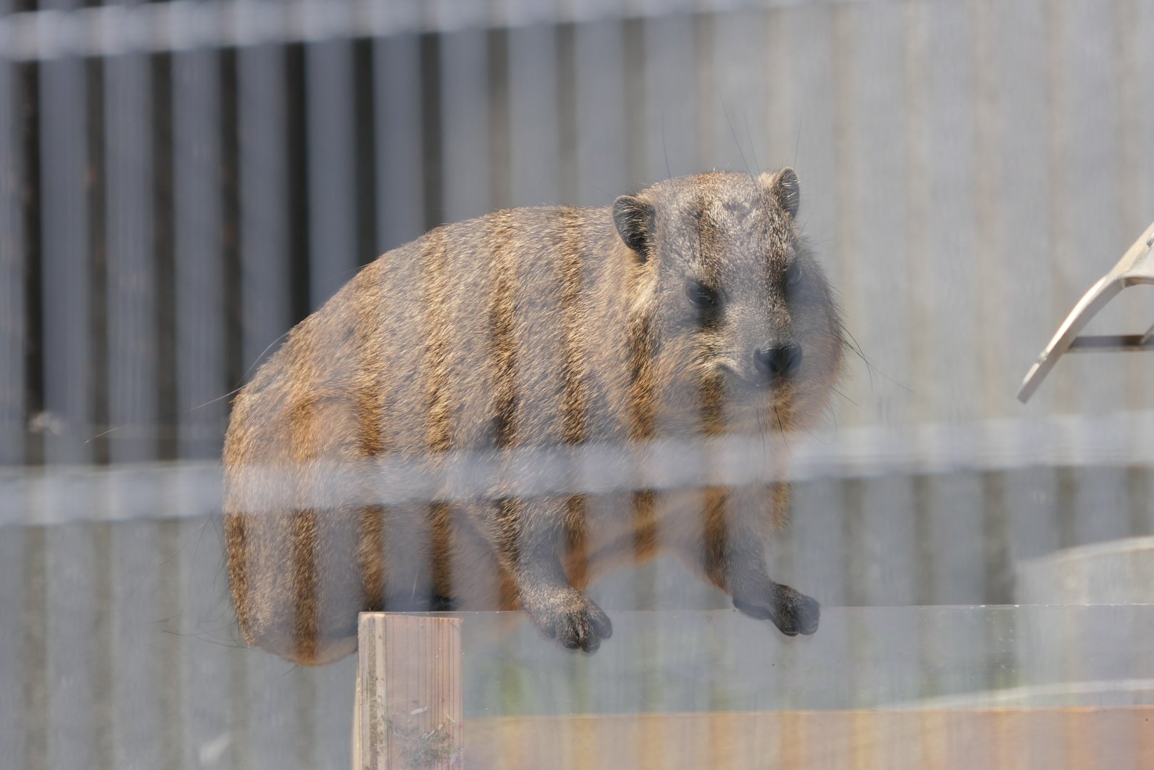 Cape Hyrax (Procavia capensis capensis)