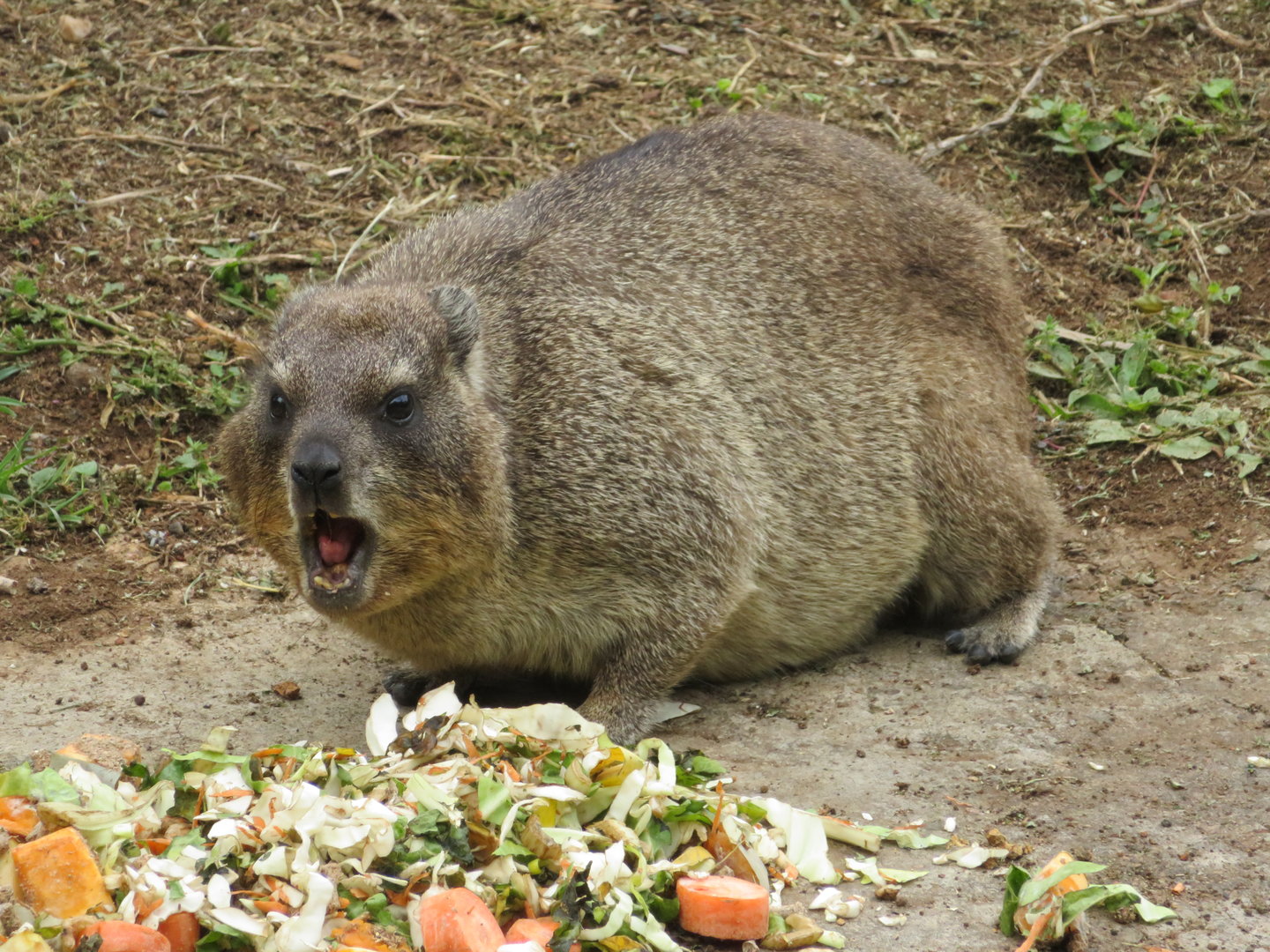 Cape hyrax (Procavia capensis)