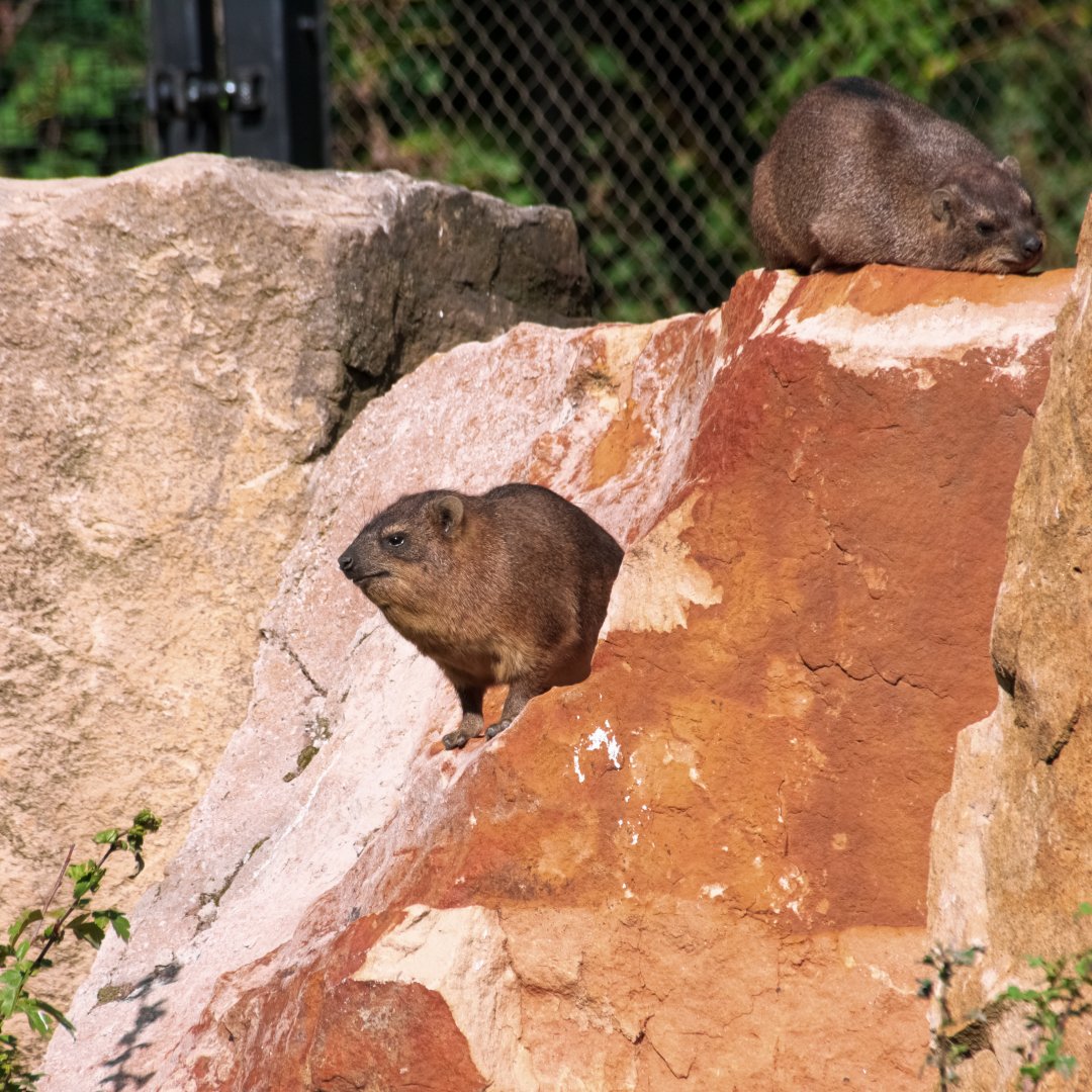Cape hyrax (Procavia capensis)