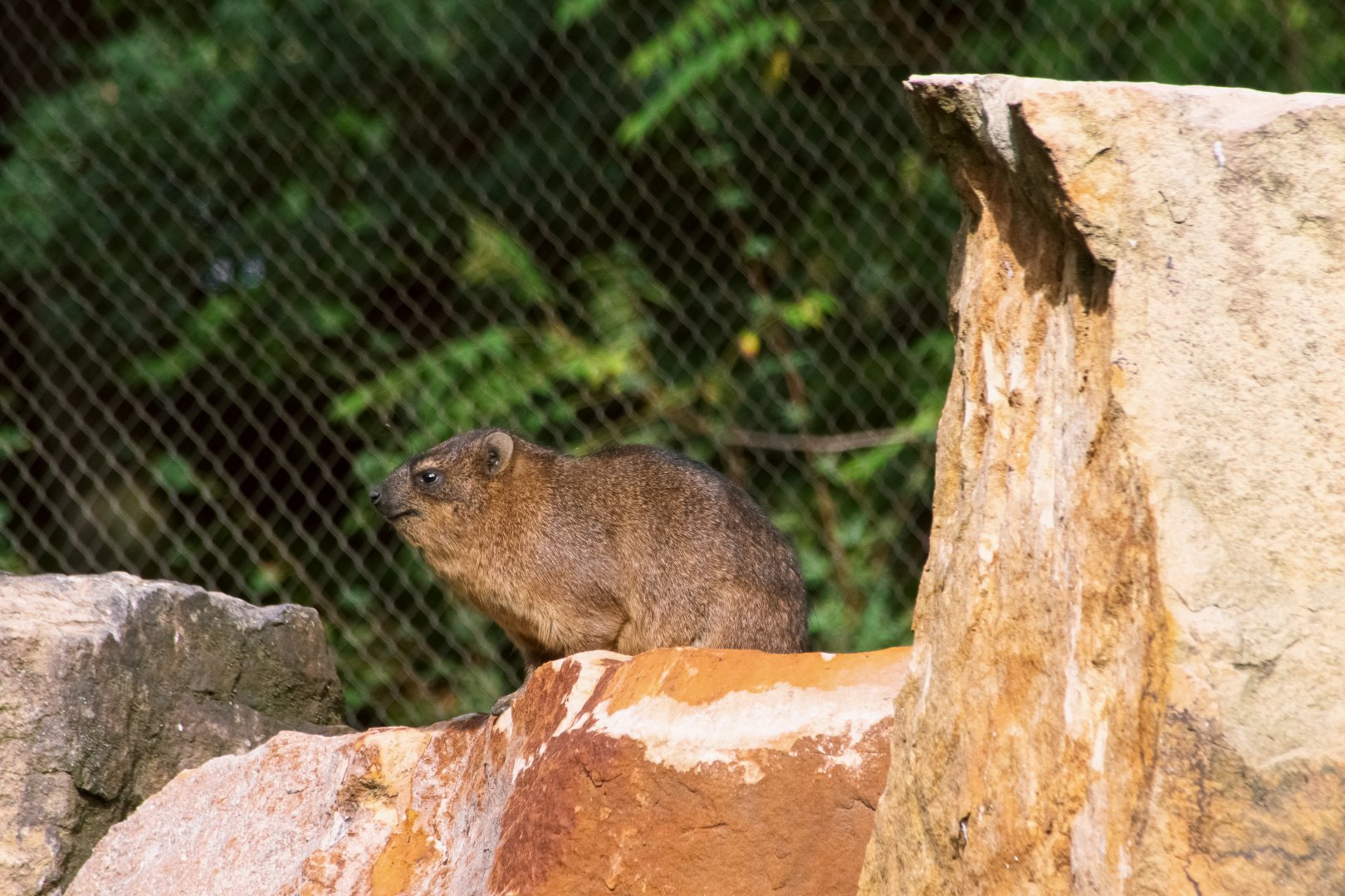 Cape hyrax (Procavia capensis)